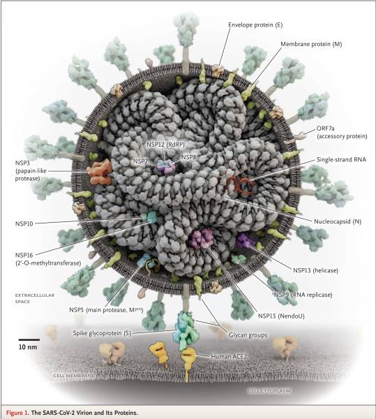 sars-cov-2-infographie.jpg sars-cov-2-infographie.jpg
